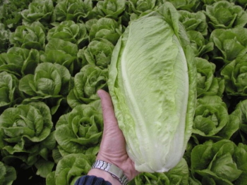 Biblical-era accessible in the Levant Lactuca sativa longifolia (lettuce)